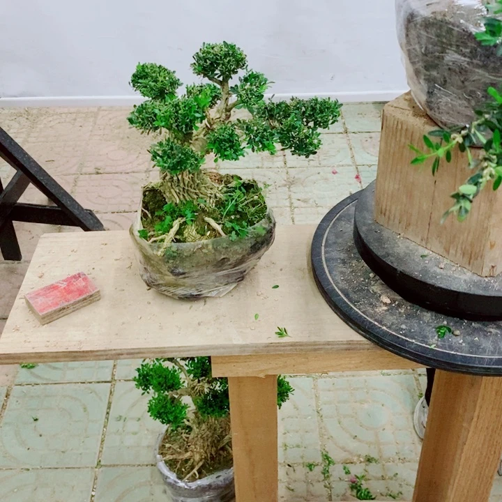 无花朵用****7广东黄杨