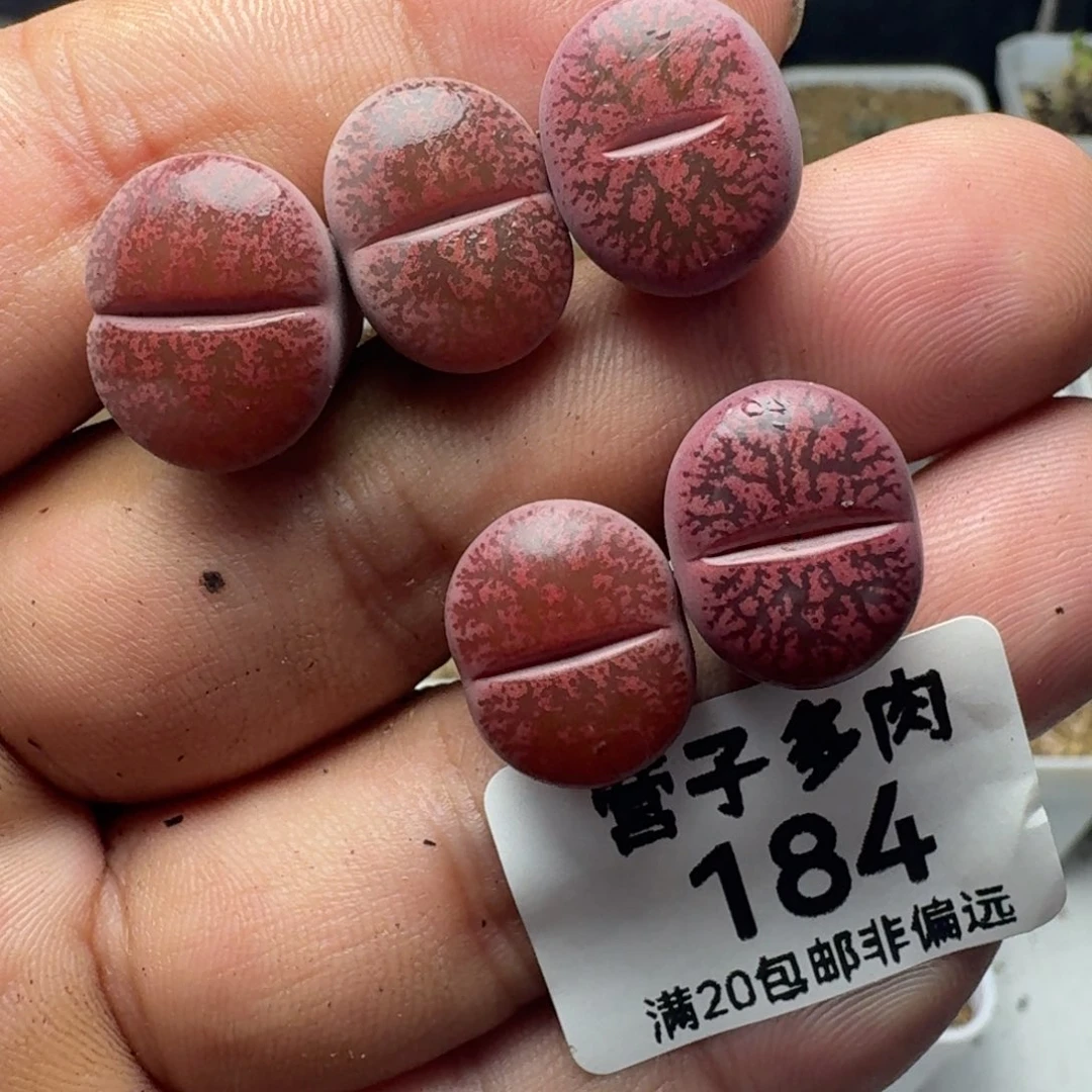 酒红紫熏