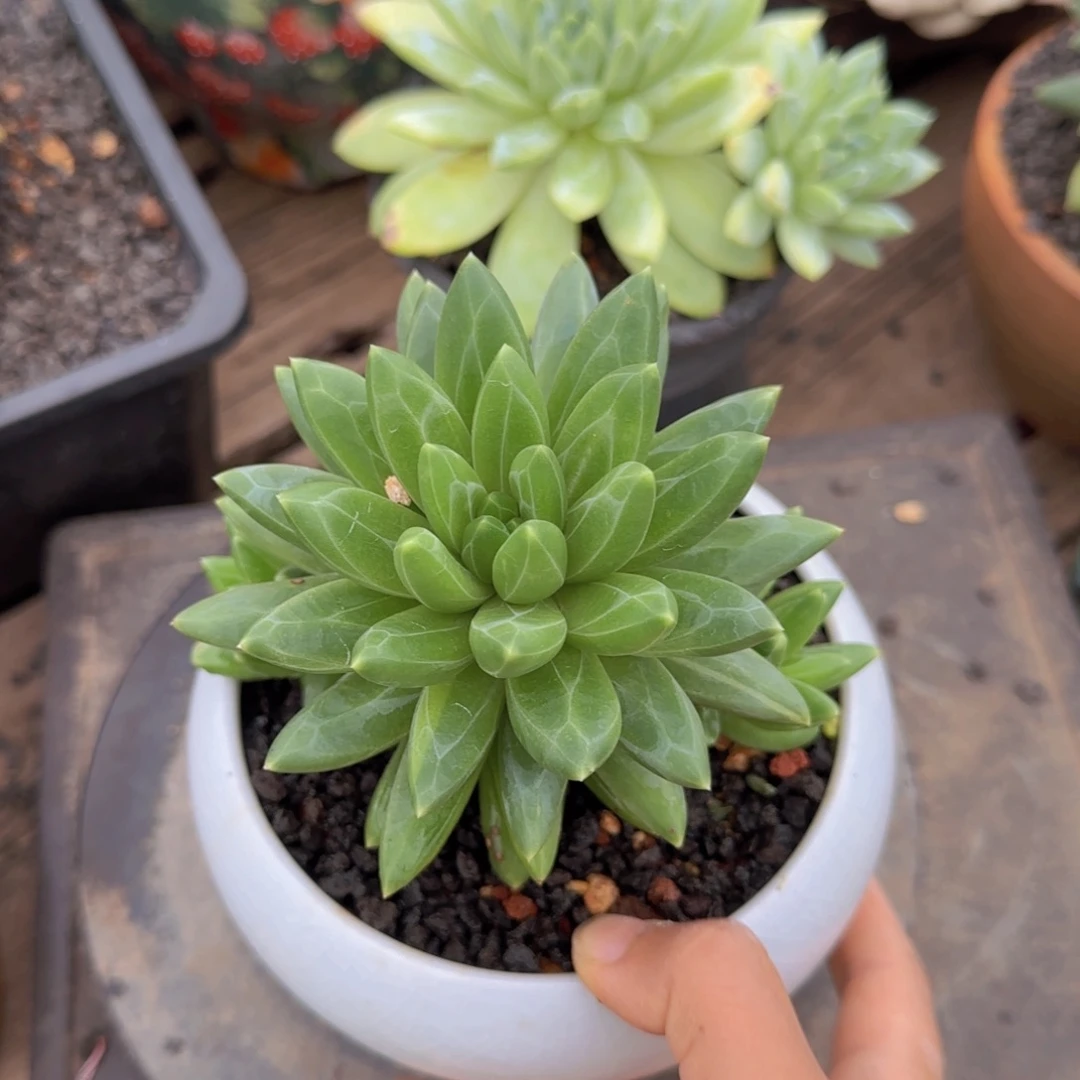 ****麻麻麻姐姐多肉植物