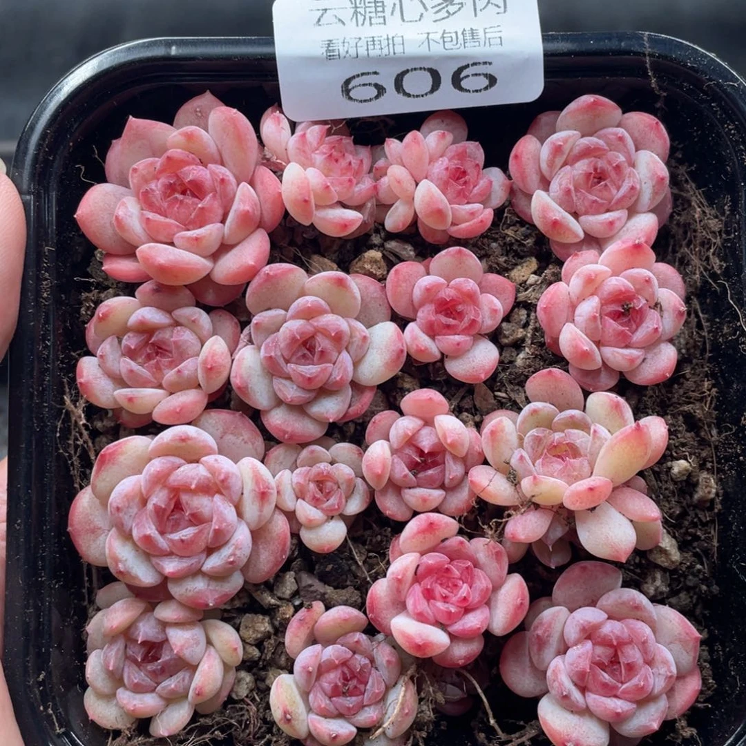 云糖心多肉植物606