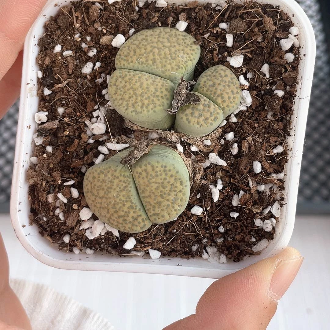 3080大棚清仓甩卖了