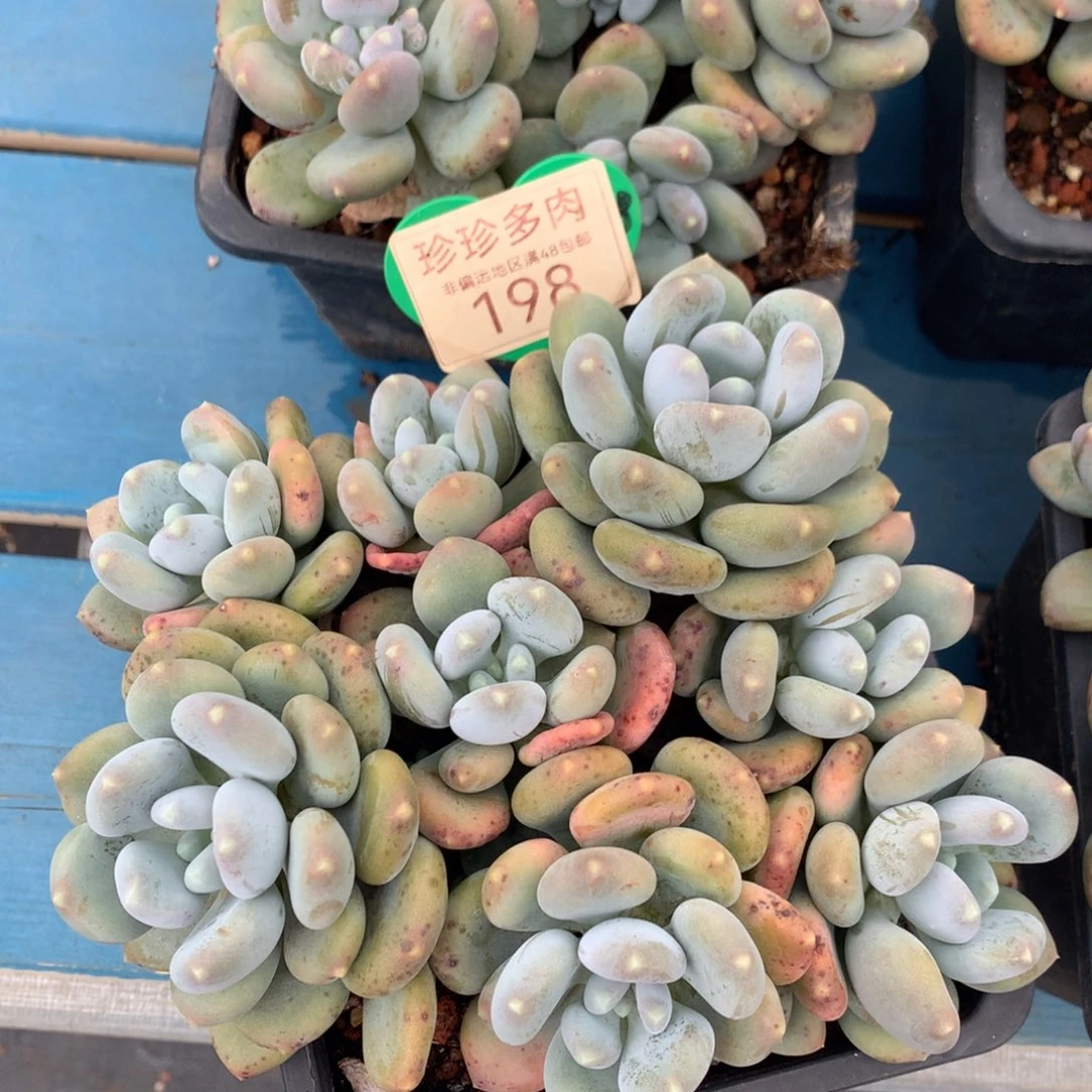 咖啡美人无砍平头198