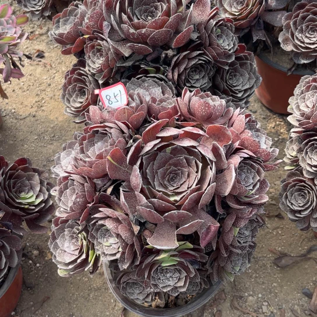 851多肉植物黑寡妇