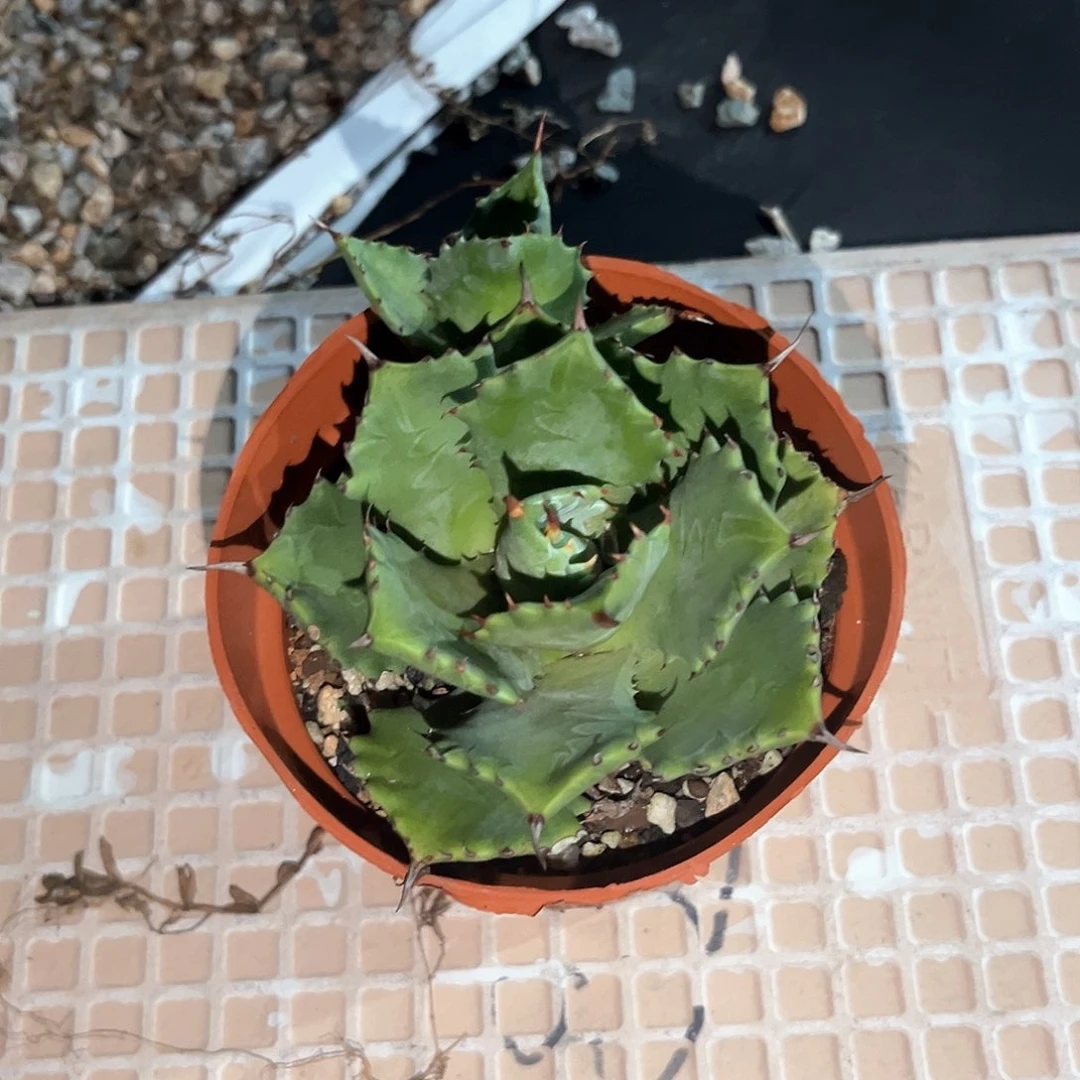 静****乐甲蟹随单10米