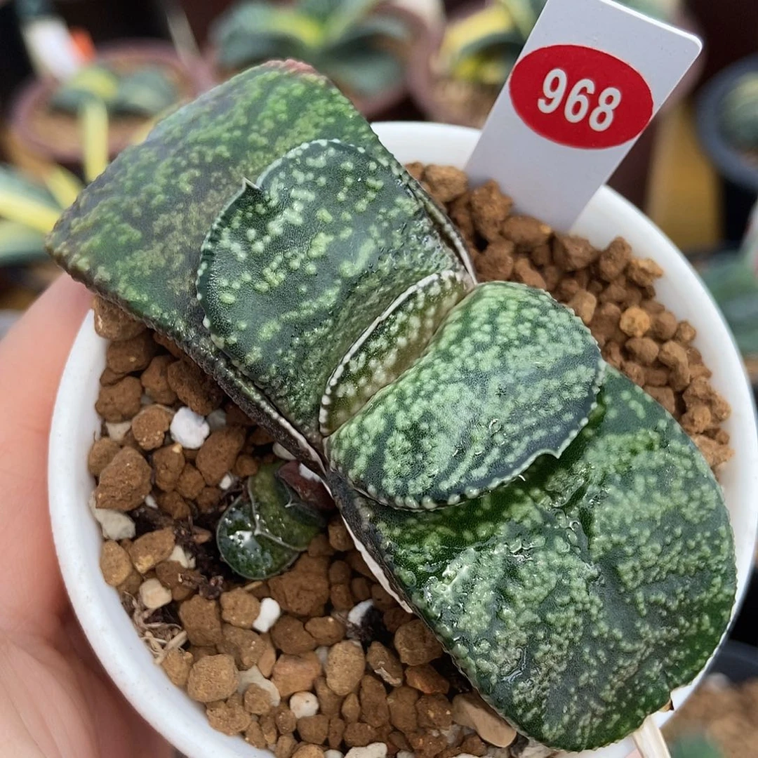 968卧牛实生大白釉带盆发货
