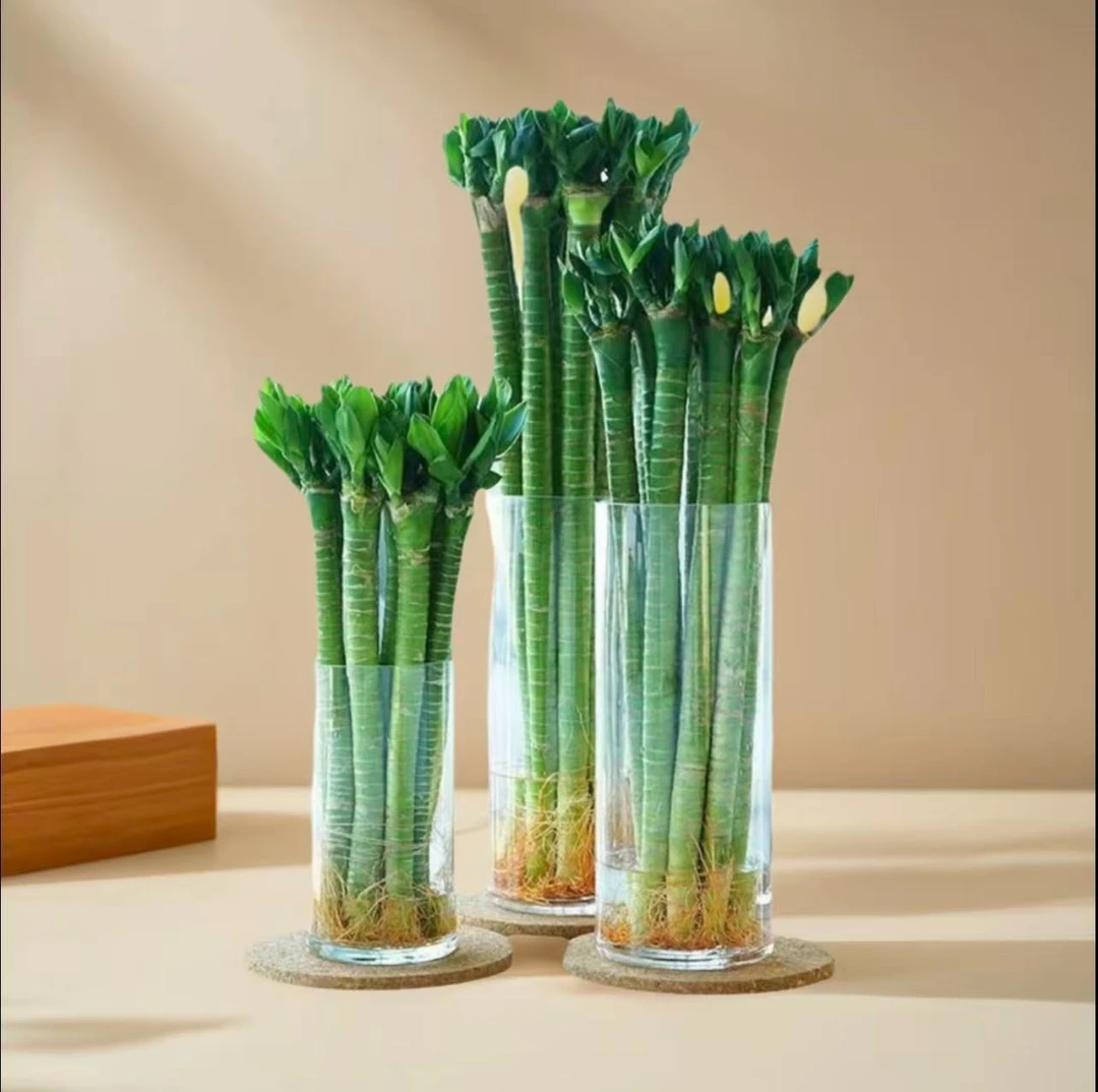 龙竹 文昌竹 4支带根 水养富贵转运竹节节高水培植物室内客厅植物