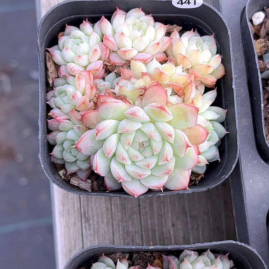 温***兩441 一物一拍多肉 孤品