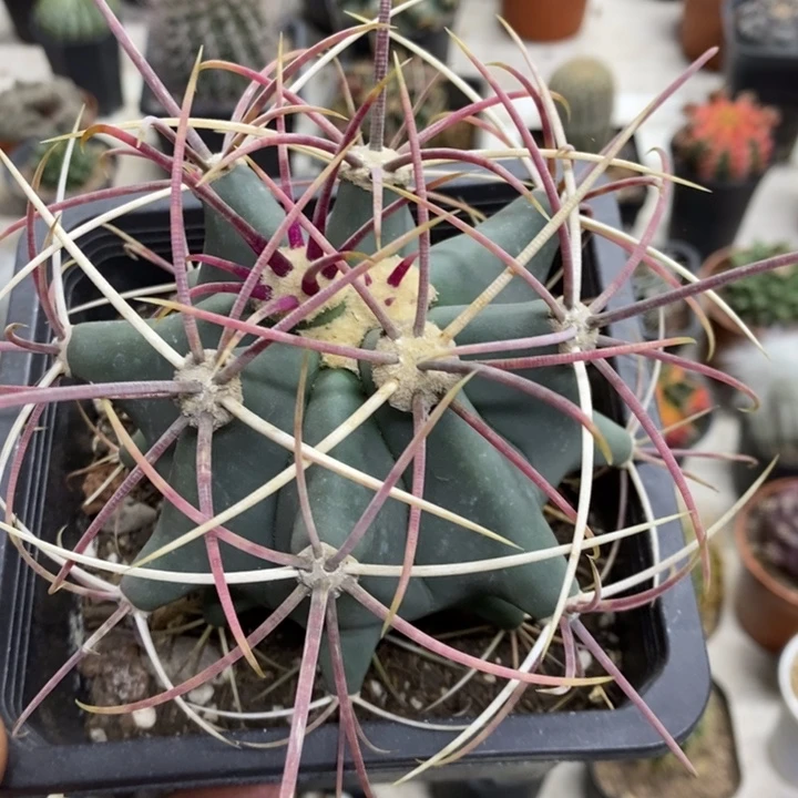 实生大号江守玉特价