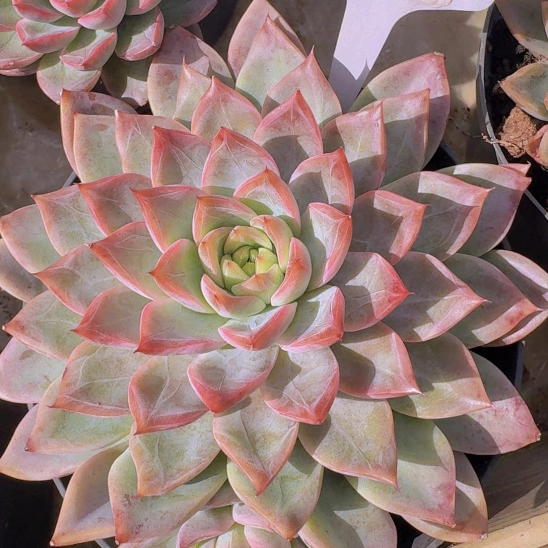 1301杂交凡艺多肉