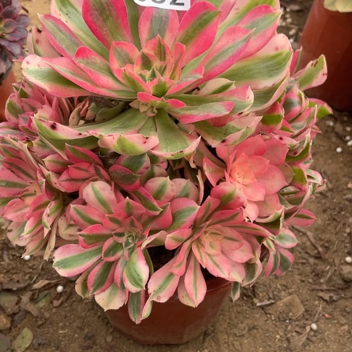 无花朵052多肉植物粉女巫