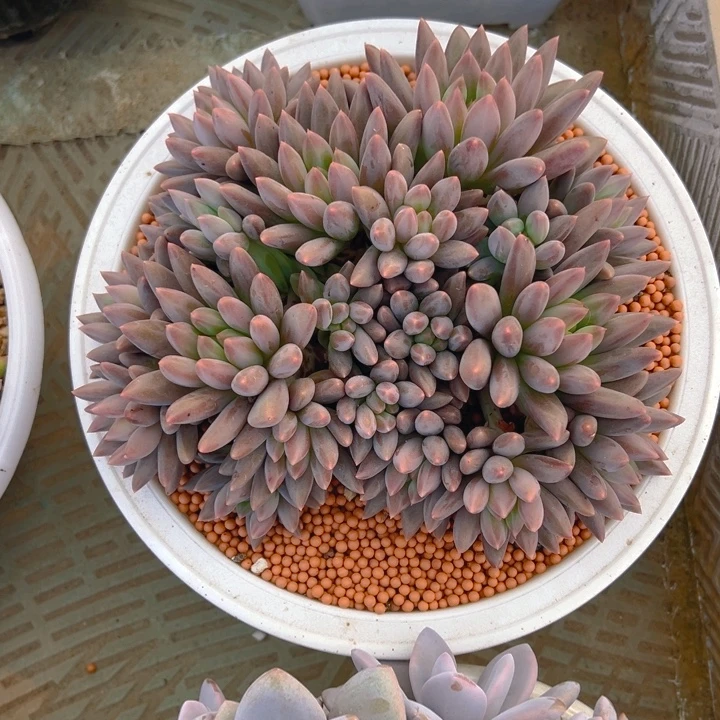 红蜻蜓自然群无砍头