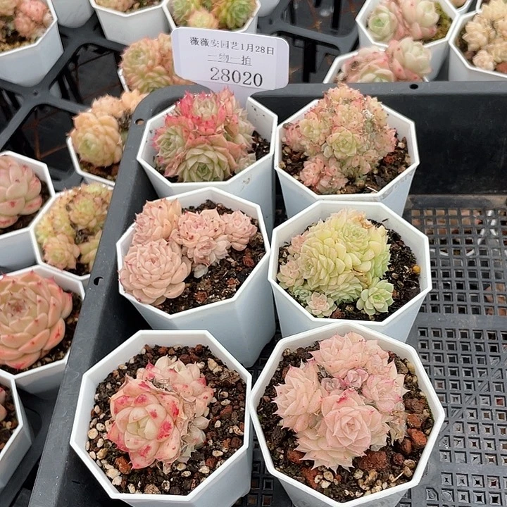 薇薇安园艺多肉28020