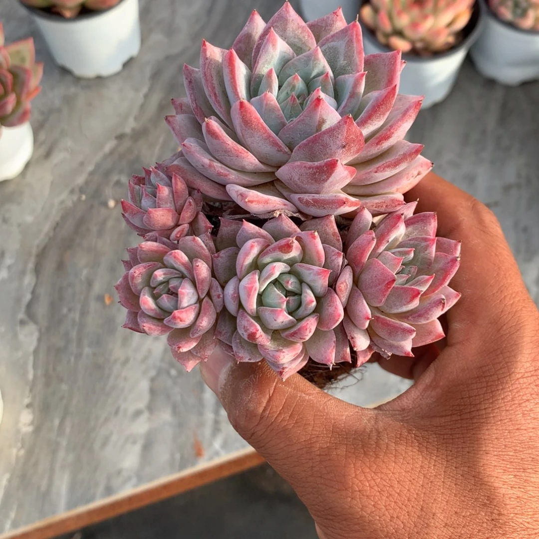 你说是的啊不对就