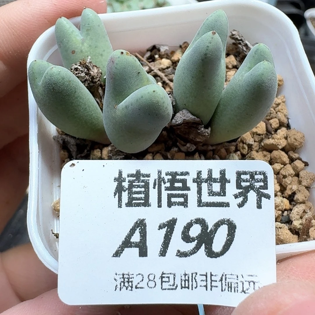 多肉植物的润泽地c