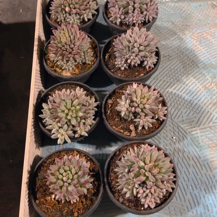 洋***肉8颗虞美人现在姐专拍