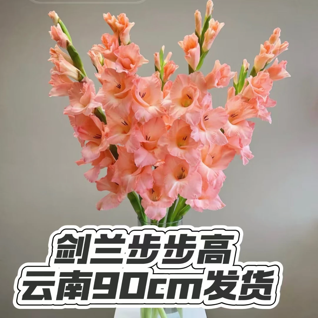 【精品90cm高】剑兰鲜花年宵花步步高鲜切花云南发货后不支持退款
