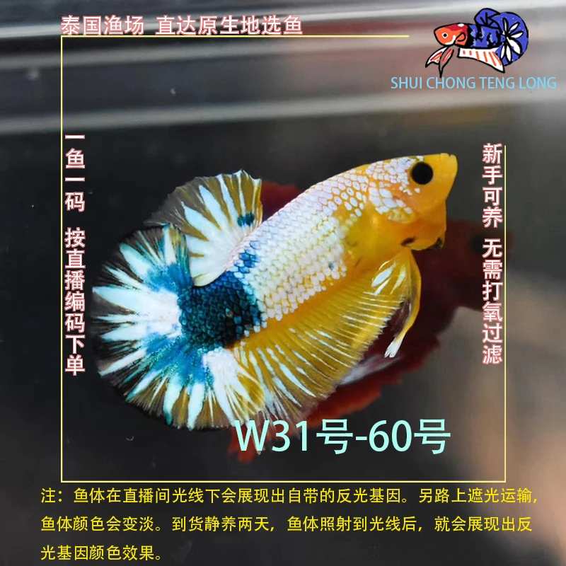 水宠腾隆W31-60号泰国斗鱼星河糖果将军半月热带观赏鱼新手可养