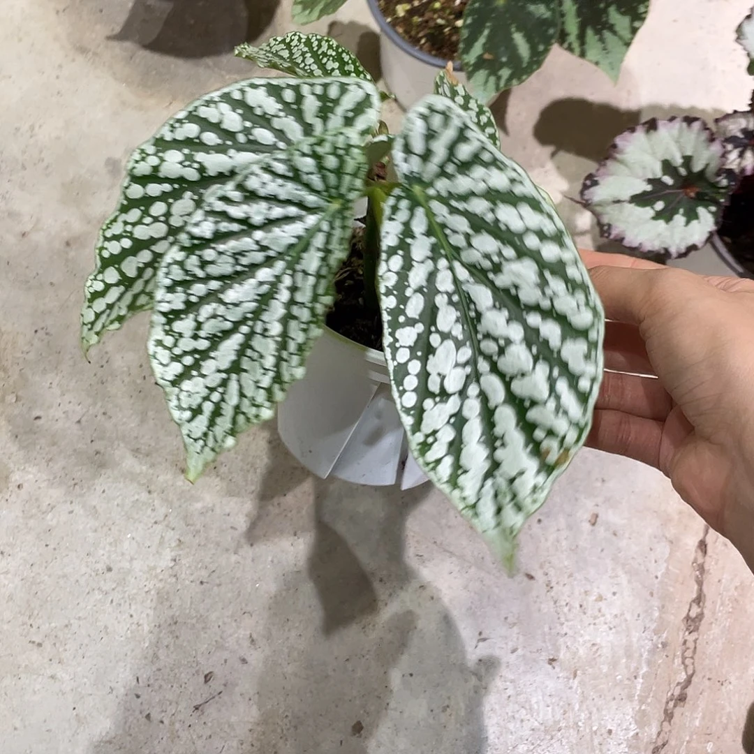 无花朵胡安妮塔秋海棠