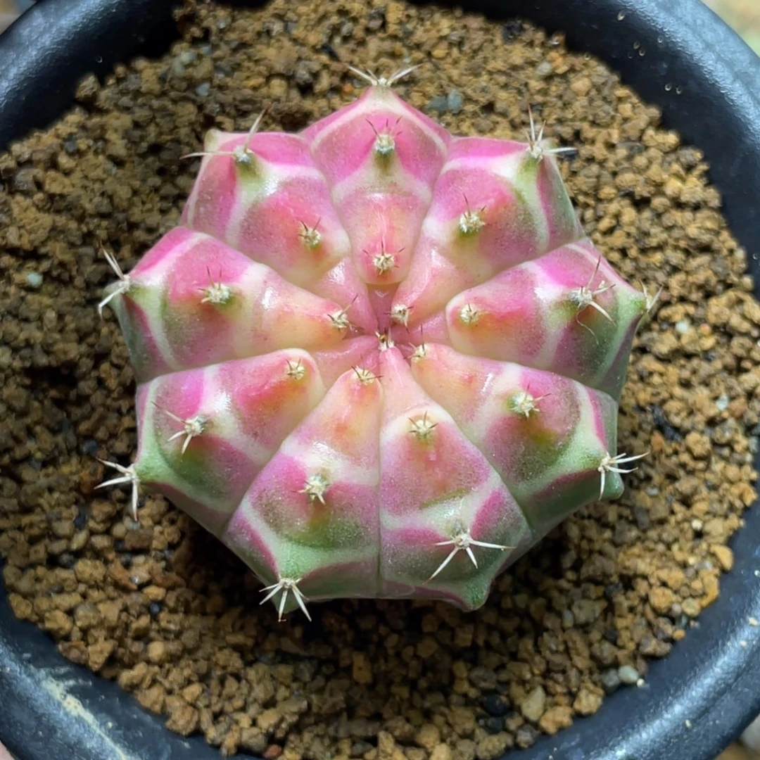 当前无花朵，栽培后可花朵粉白轮回