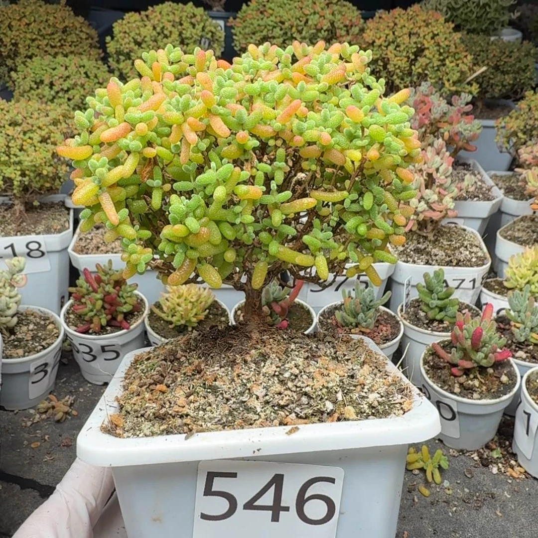 污***巴546金桔糖球一物一拍