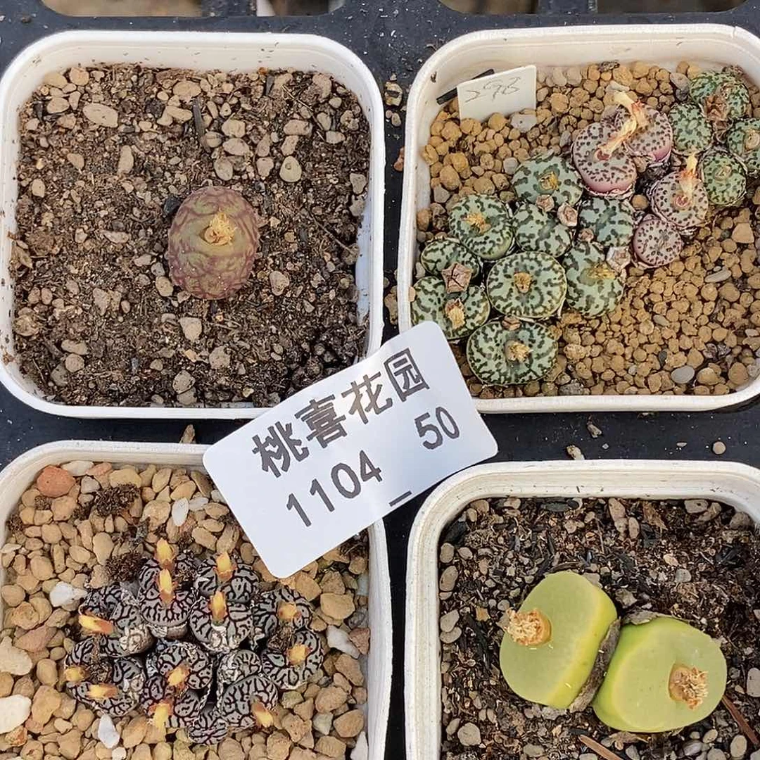 104-50-组合福利。