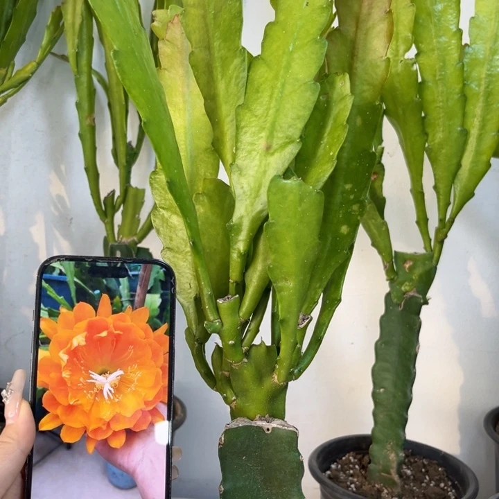 当前无花栽培后可以开花394