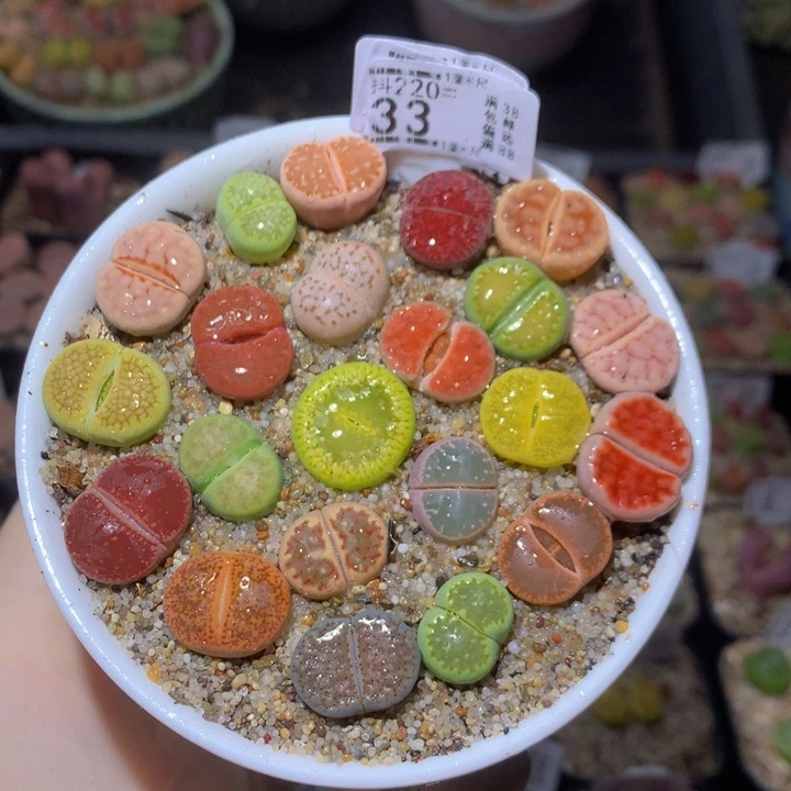 精品生石花220.33