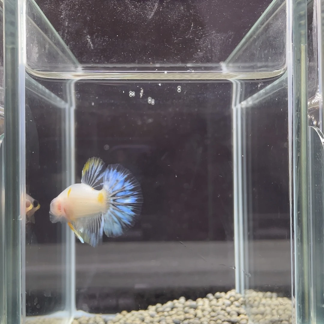 斗鱼54号白月光羽毛冰蓝公