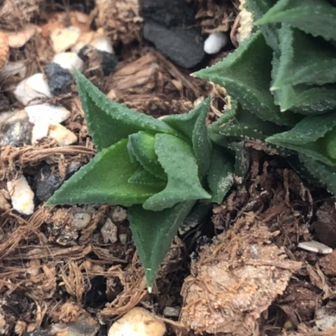 松挲掌侧牙现砍无根哈哈哈哈