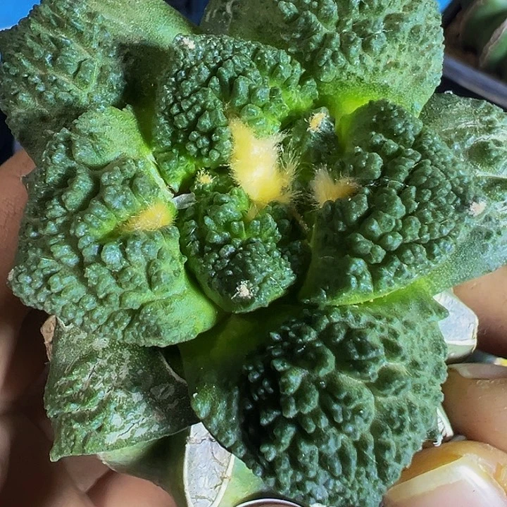 哥斯拉232仙人球开花