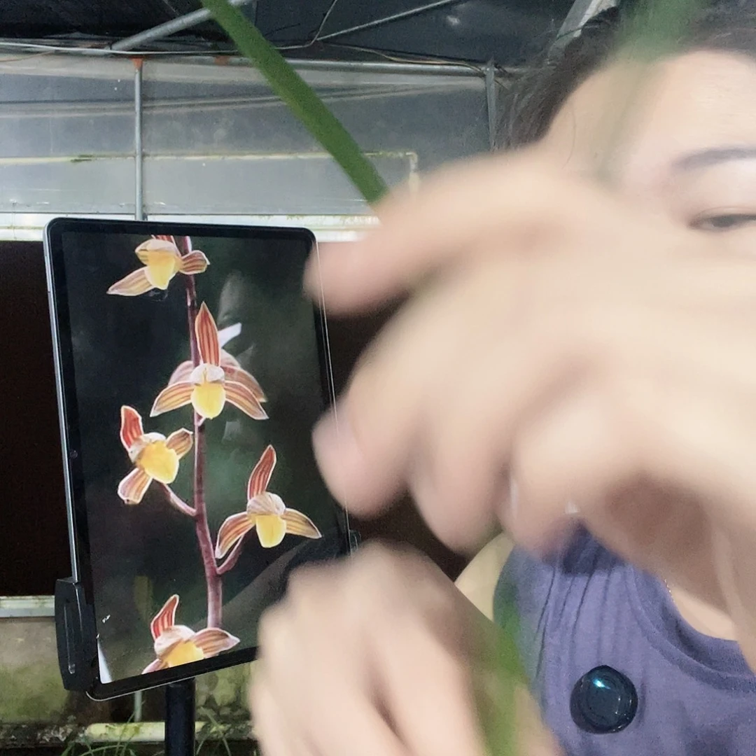 当前无花栽培后可以开花