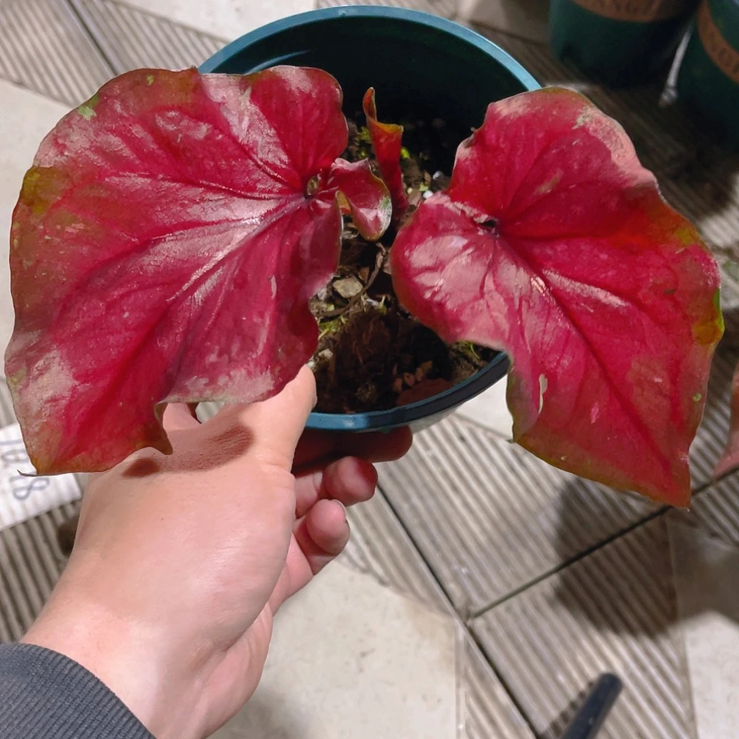 完全开放1045泰彩