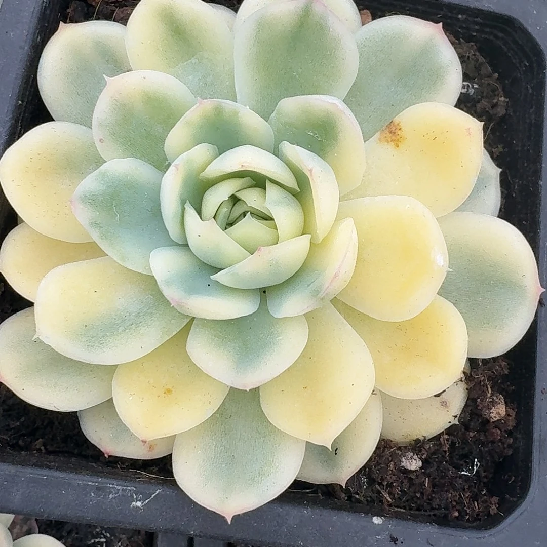 蝴蝶草莓冰锦一物一拍