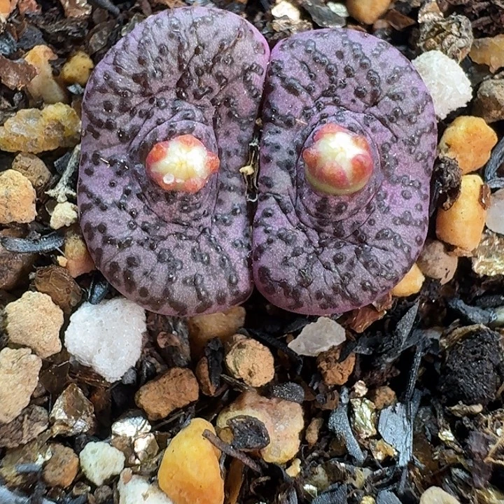 老马生石花霓虹安贞2767