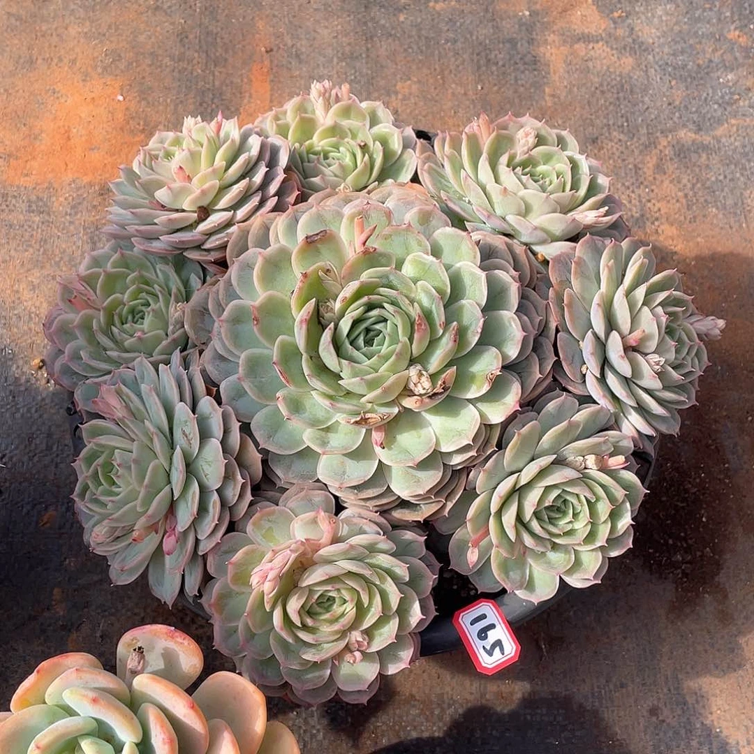 165安斯诺 一物一拍多肉