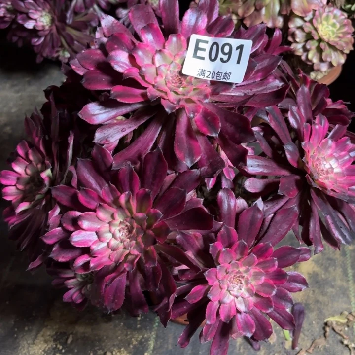 瑞妈一物一拍091