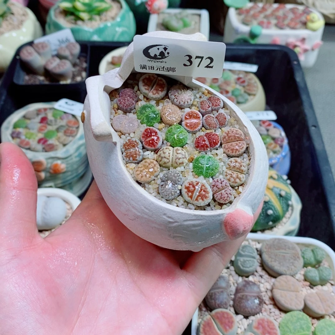 如***动生石花花花花花花372