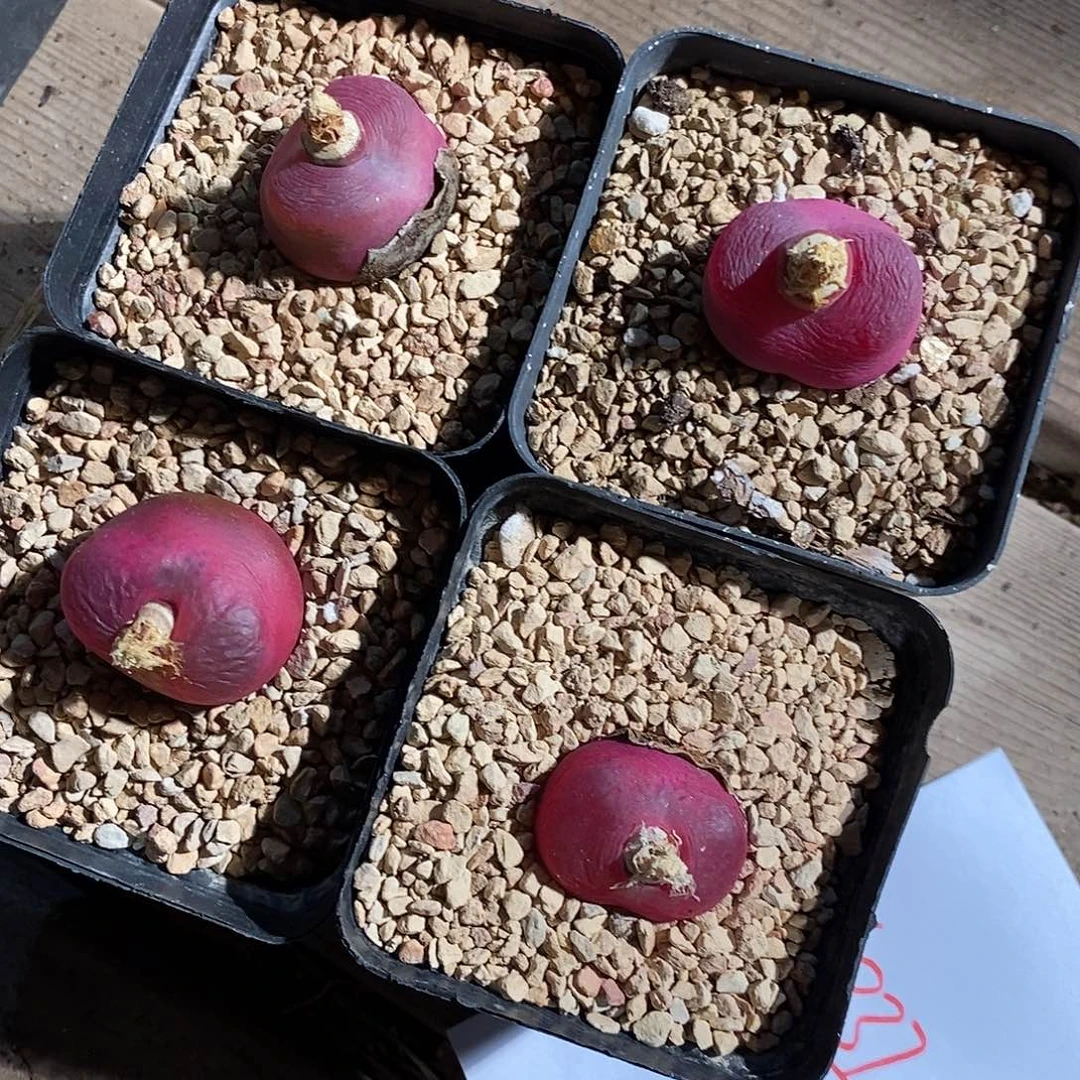 14337。  一组蟠桃带盆发货。