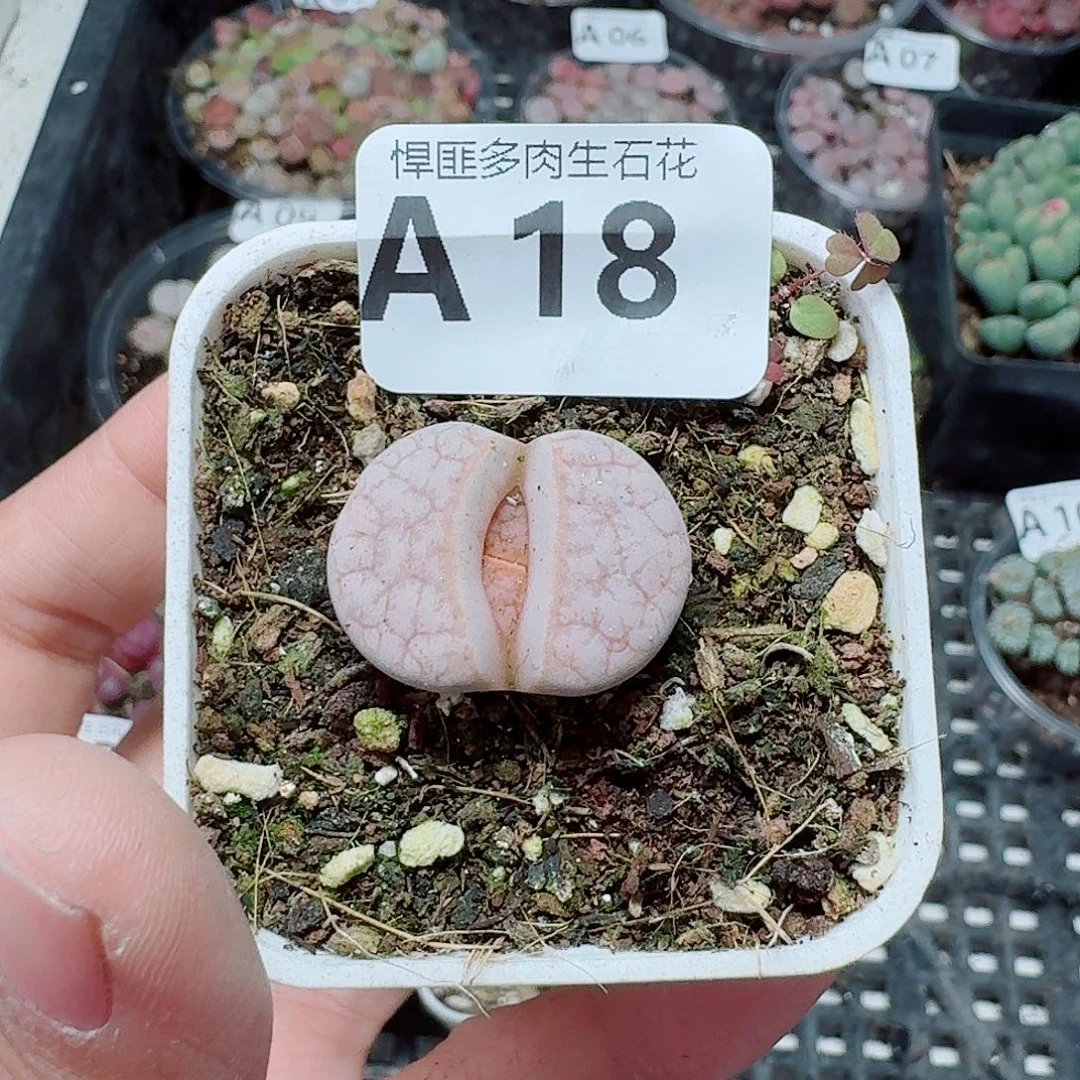 18多肉植物多肉植物