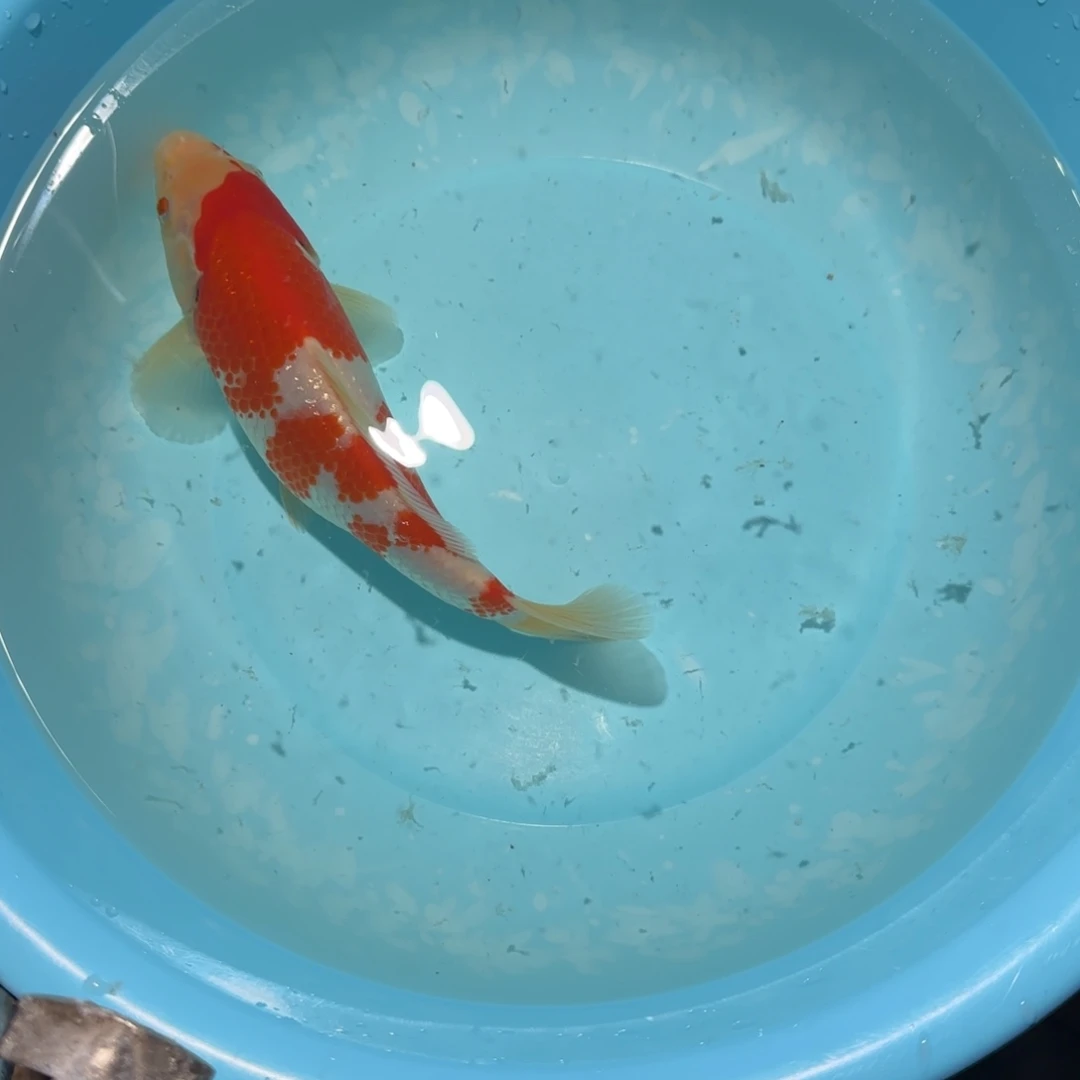 锦鲤桃太郎NewType