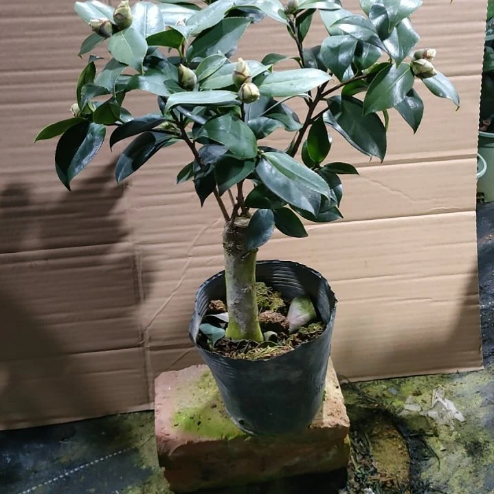 89绿可那，原盆原土发货了