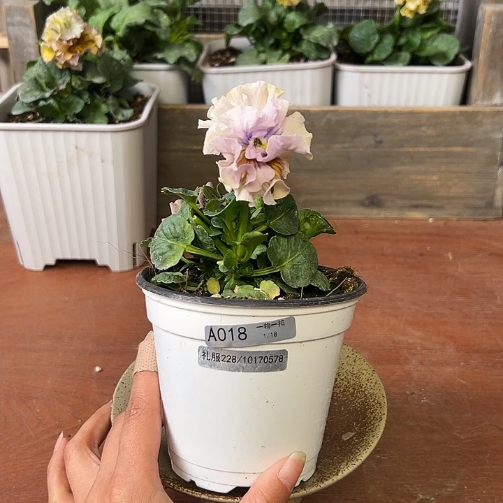 红陶018 我家的花花真好看