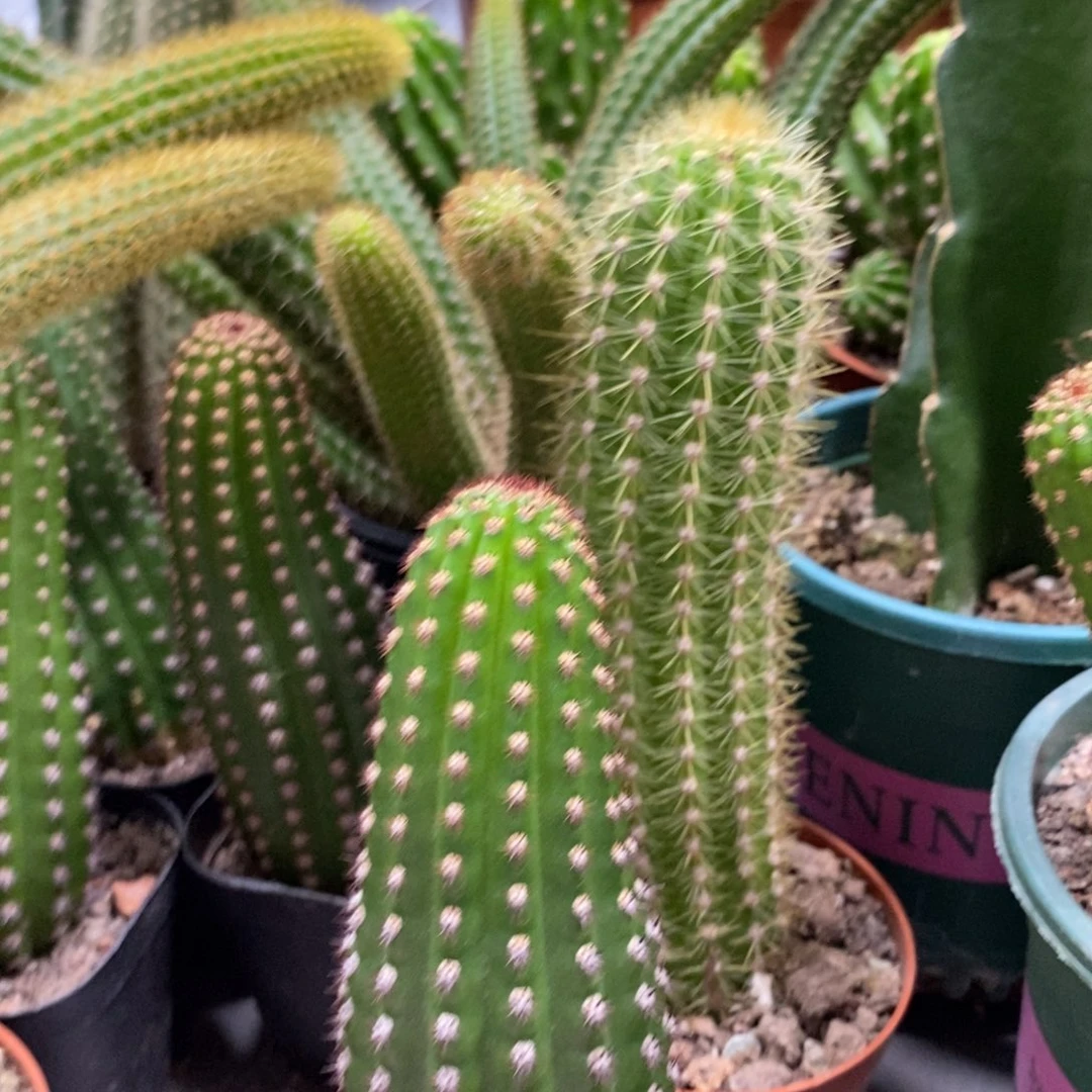 进口金妞金1自根一杯