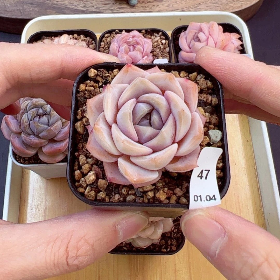 好好看47、哈哈哈哈