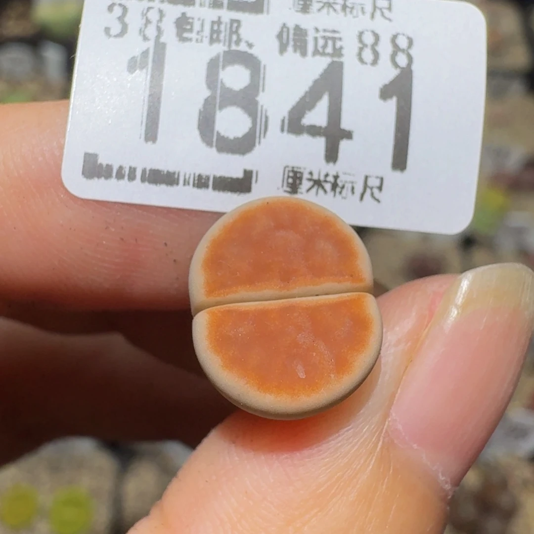斗***者Ssss精品生石花1841