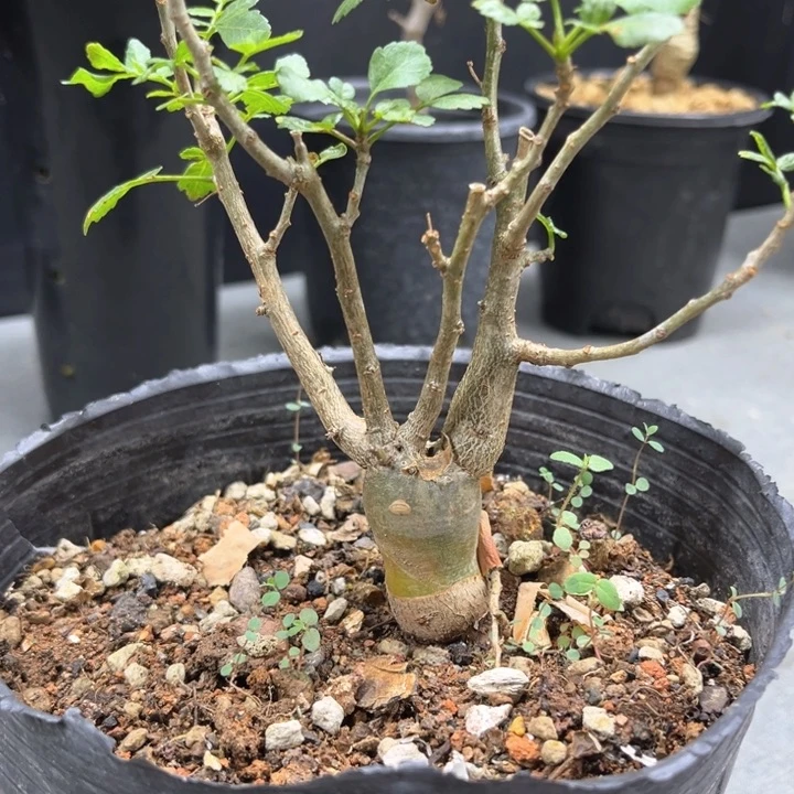 沃德瑞橄榄一物一拍