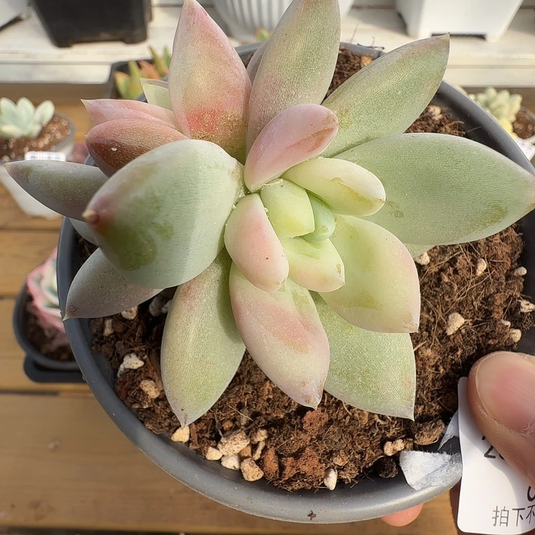 双头伊丽莎白111113-64