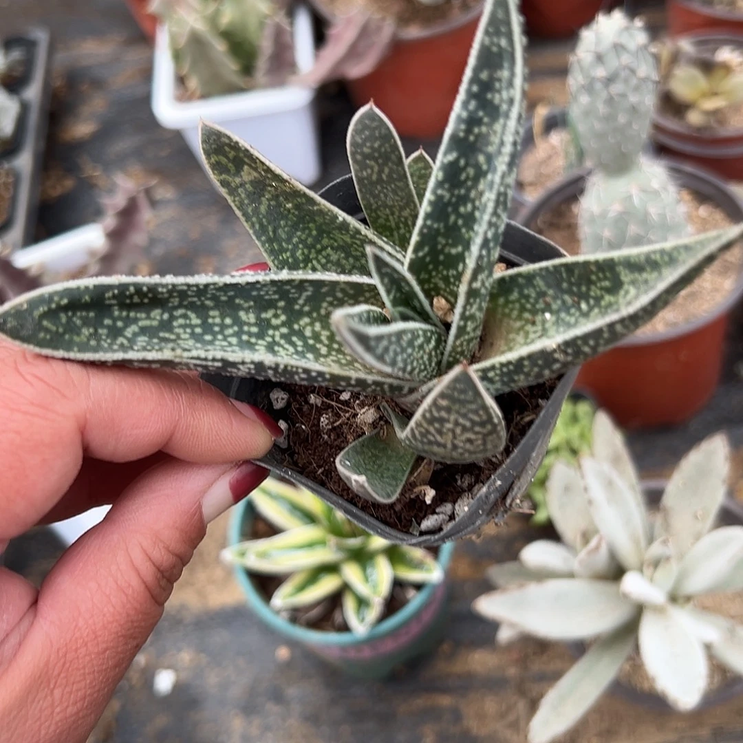 多肉植物翠花掌芦荟