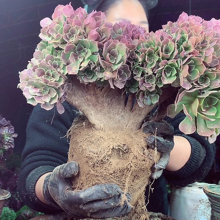 柒柒精品多肉脱土发货不包断侧枝S79