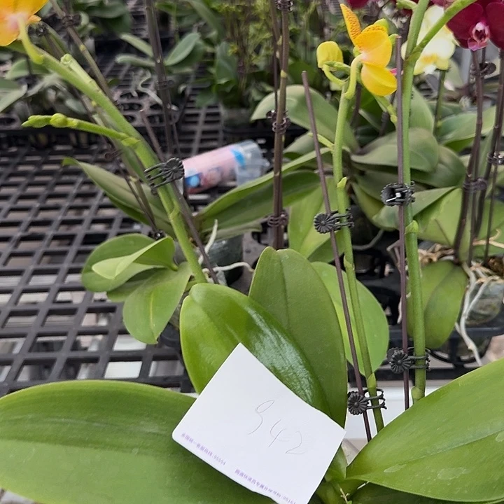 ****梗大部分开放少量花苞942